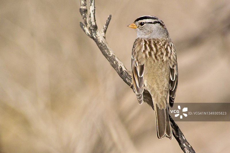 白冠麻雀特写图片素材