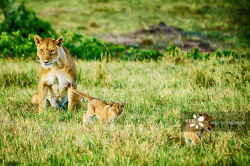 肯尼亚马赛马拉国家保护区内的母狮与幼崽图片素材