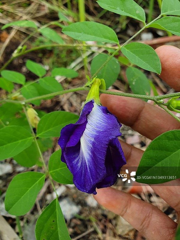 蝴蝶豌豆图片素材