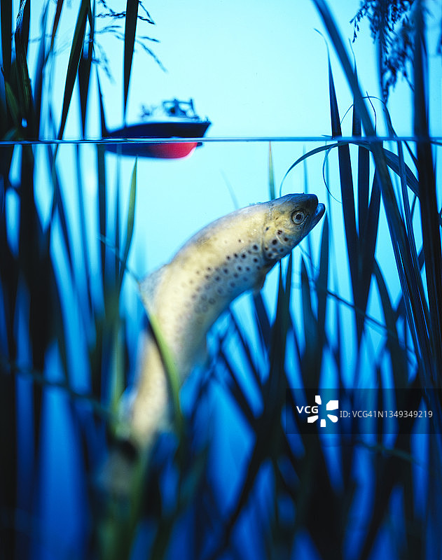 水中的棕鳟鱼图片素材