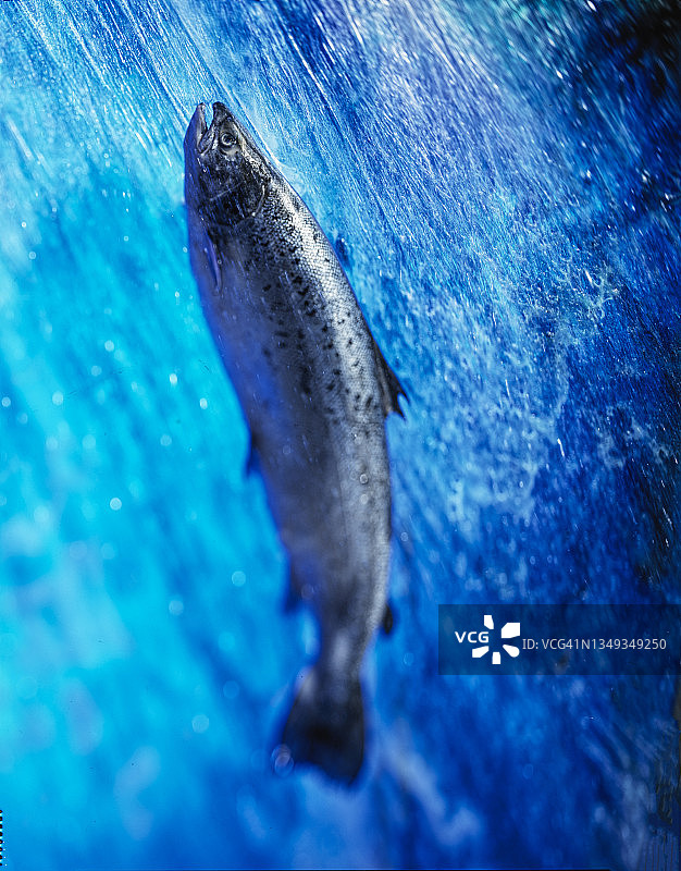 跃起的鲑鱼图片素材