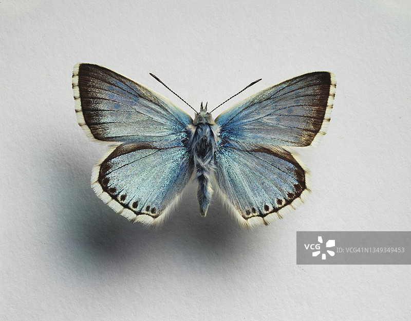 蓝色蝴蝶特写图片素材