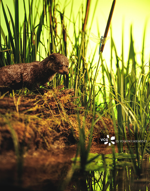 芦苇丛中的水獭图片素材
