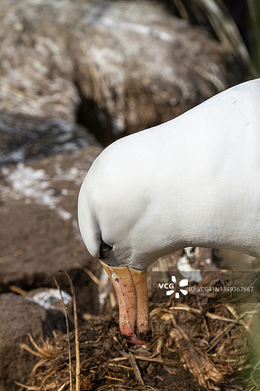 在福克兰群岛西点岛鸟岛上的黑眉信天翁图片素材