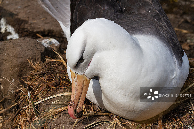 在福克兰群岛西点岛鸟岛上的黑眉信天翁图片素材