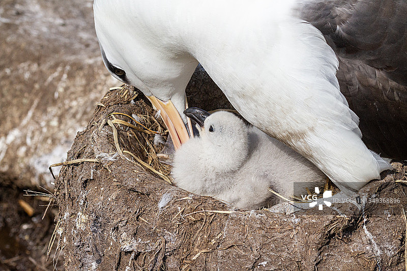 在福克兰群岛西点岛鸟岛上的黑眉信天翁图片素材