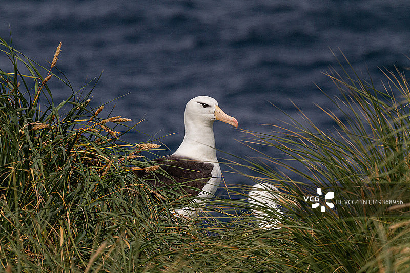 在福克兰群岛西点岛鸟岛上的黑眉信天翁图片素材
