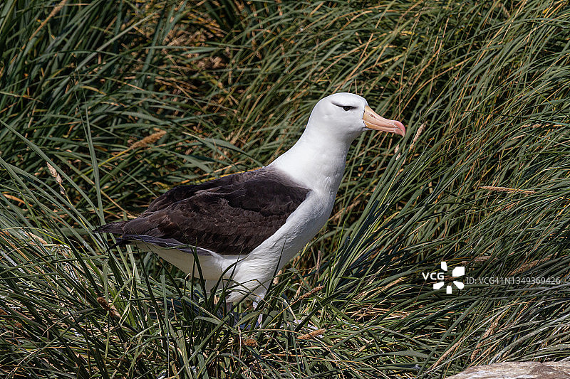 在福克兰群岛西点岛鸟岛上的黑眉信天翁图片素材