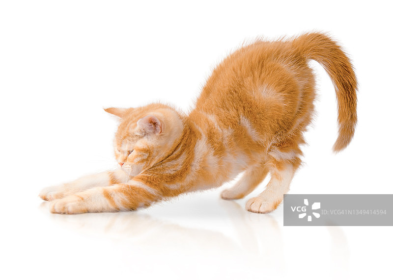 短毛红色小猫伸展身体 - 白色背景，带倒影图片素材