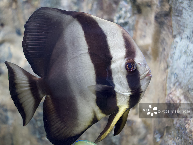 蝙蝠鱼或图片素材