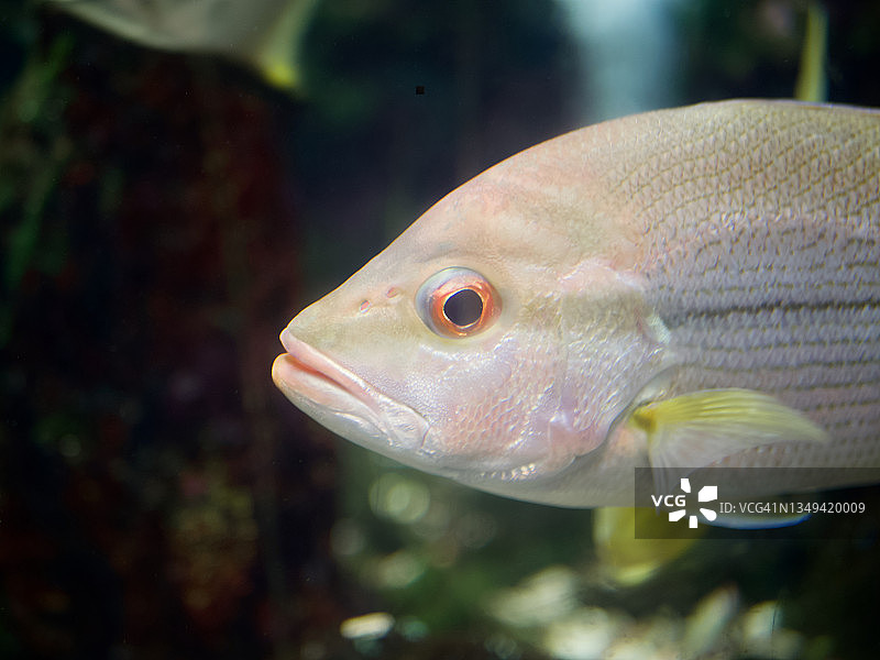 水箱里的红鲷鱼或红海鲈鱼图片素材
