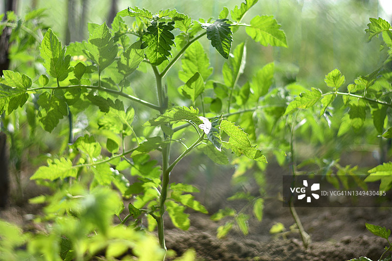 西红柿图片素材