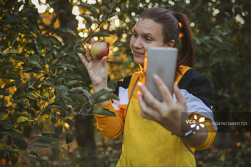 视频通话中展示有机苹果图片素材
