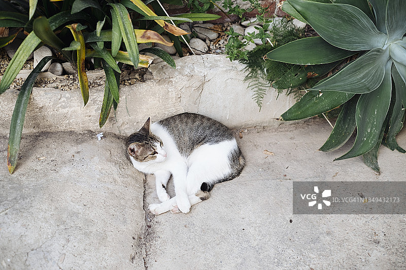 可爱的猫咪躺在街上图片素材