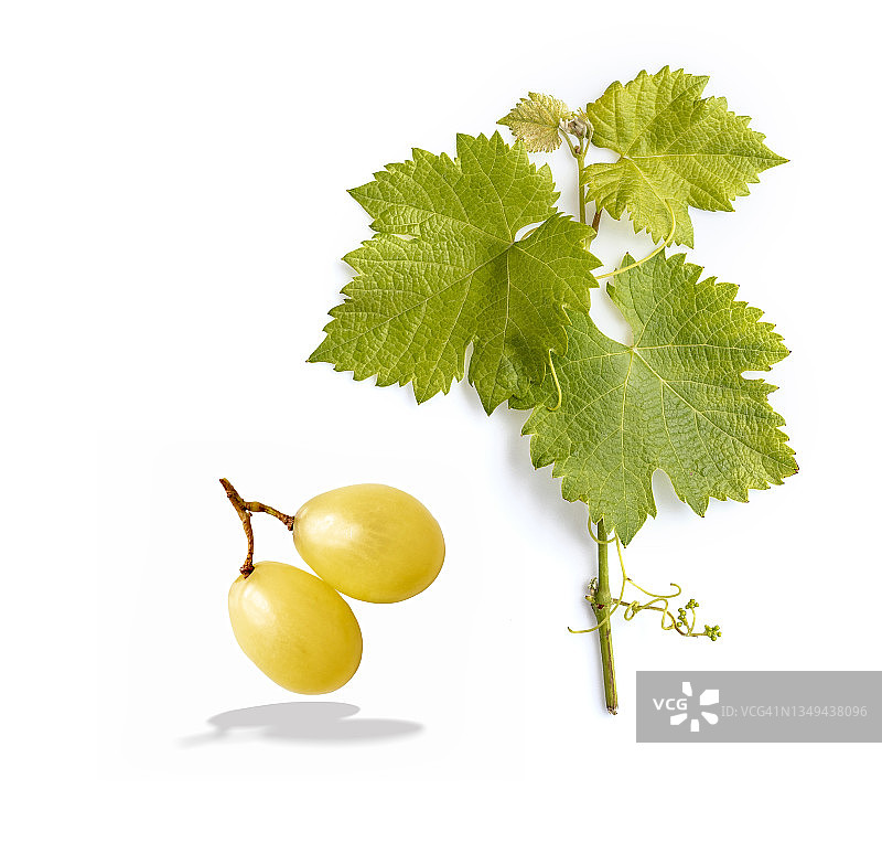 白色背景上的白葡萄和葡萄叶图片素材