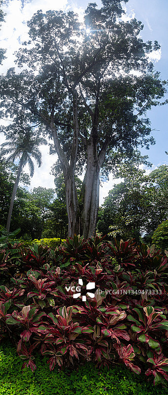 哥伦比亚麦德林阳光明媚的树木和植物图片素材