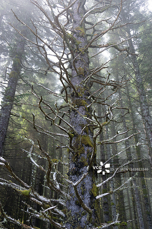 阿拉斯加科迪亚克岛云杉林中的枯树图片素材