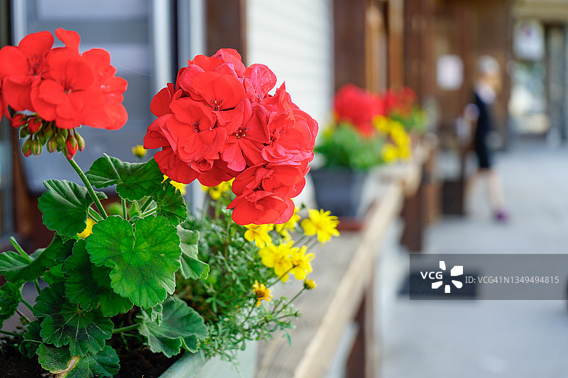 画廊小巷中的花朵图片素材