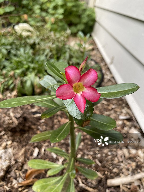 沙漠玫瑰图片素材