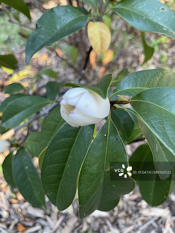 初绽的玉兰花蕾图片素材