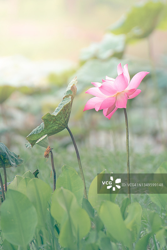 象征智慧、和谐、完美与平静的莲花：含苞待放与盛开的粉色莲花图片素材