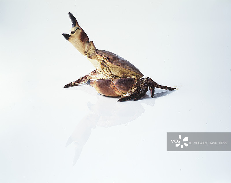 白色背景上的螃蟹图片素材