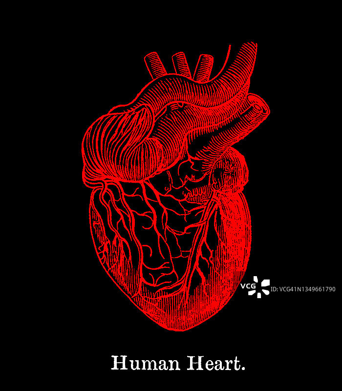老式雕刻插图：人体心脏解剖图片素材