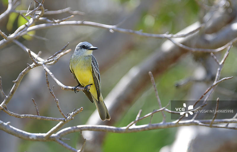热带王鸟图片素材
