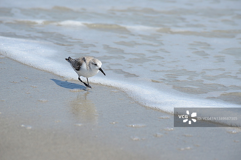 白腰鹬图片素材