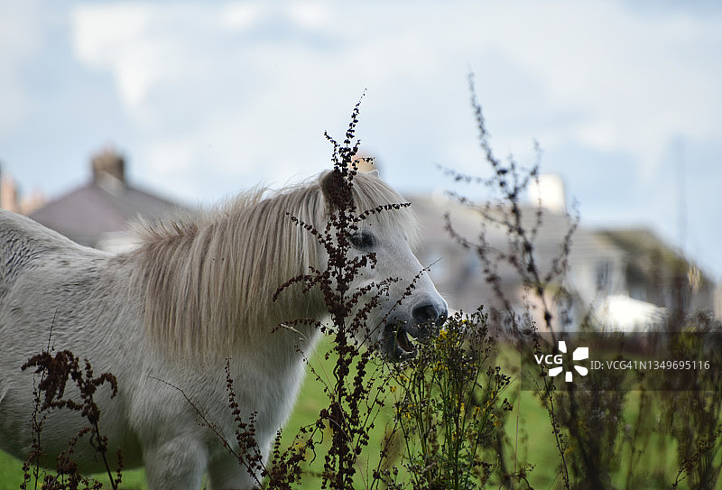 白色小马驹吃草图片素材