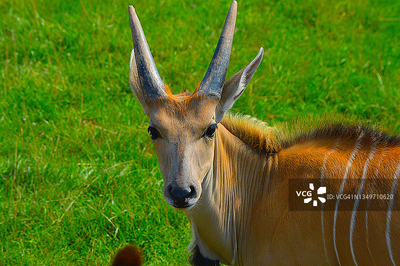 common 大羚羊图片素材