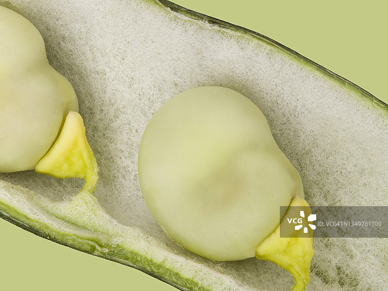 蚕豆特写图片素材