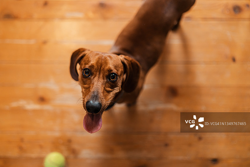 可爱棕色腊肠犬图片素材