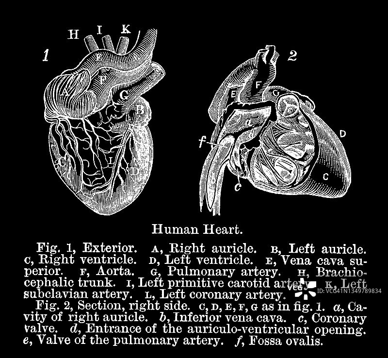 老式雕刻插图：人体心脏解剖图片素材