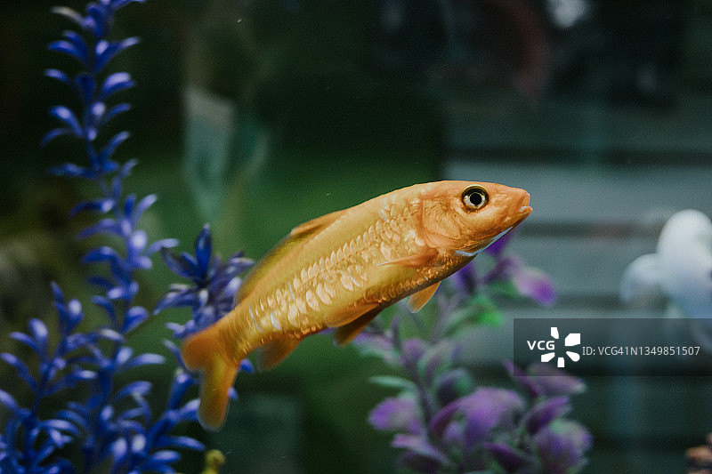 水族箱里的鱼图片素材