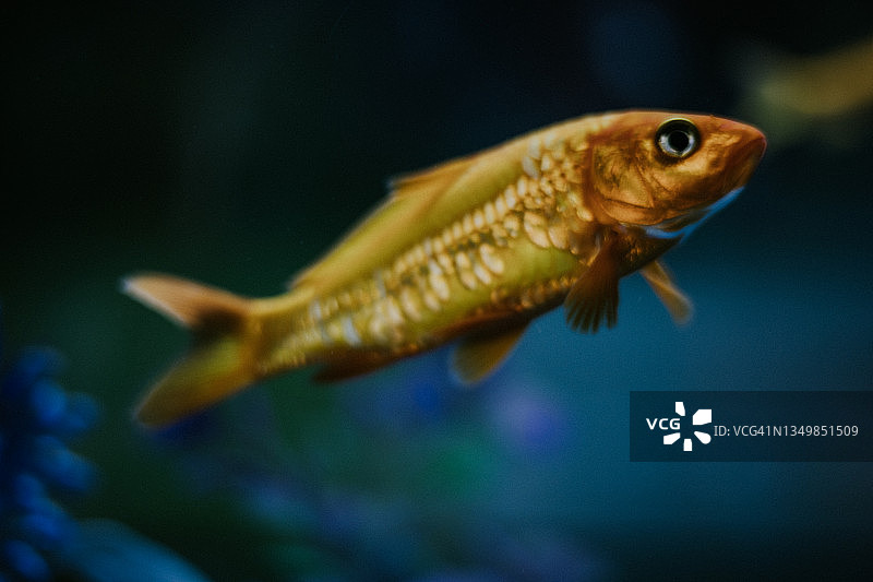 水族箱里的鱼图片素材