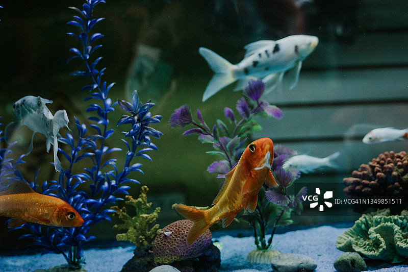 水族箱里的鱼图片素材