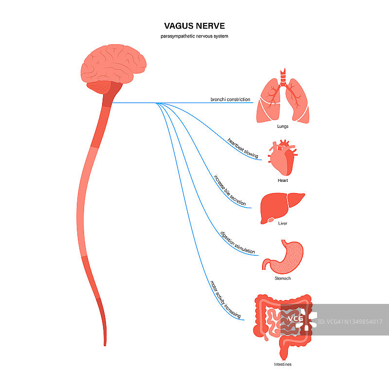 迷走神经图示图片素材