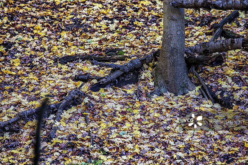 秋叶的颜色图片素材