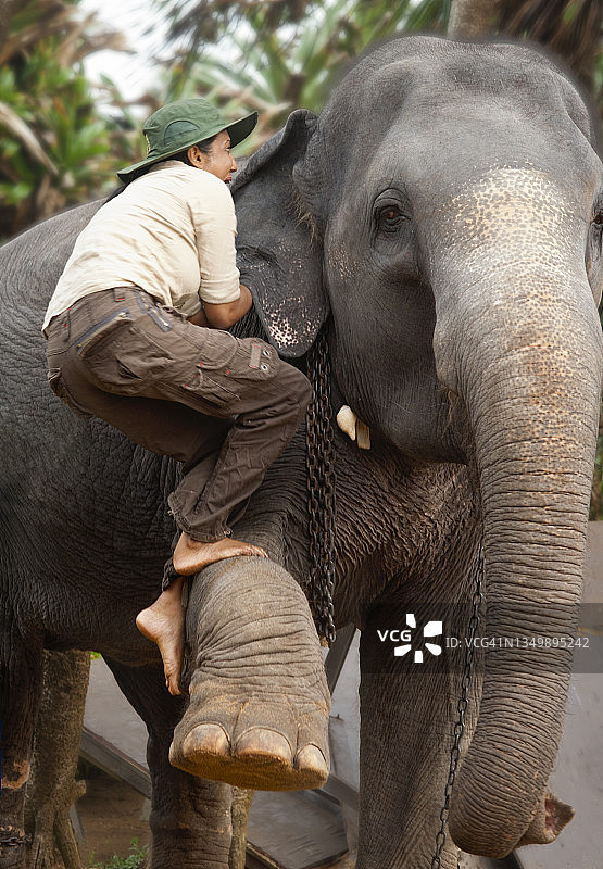 已授权模特：斯里兰卡妇女攀登亚洲象，斯里兰卡，印度洋，亚洲图片素材