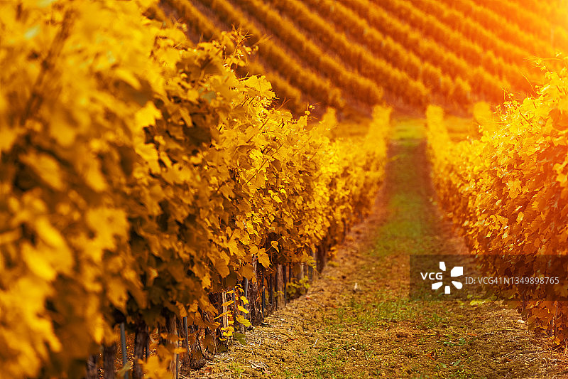 托斯卡纳秋日日落时分的美丽葡萄园风光图片素材