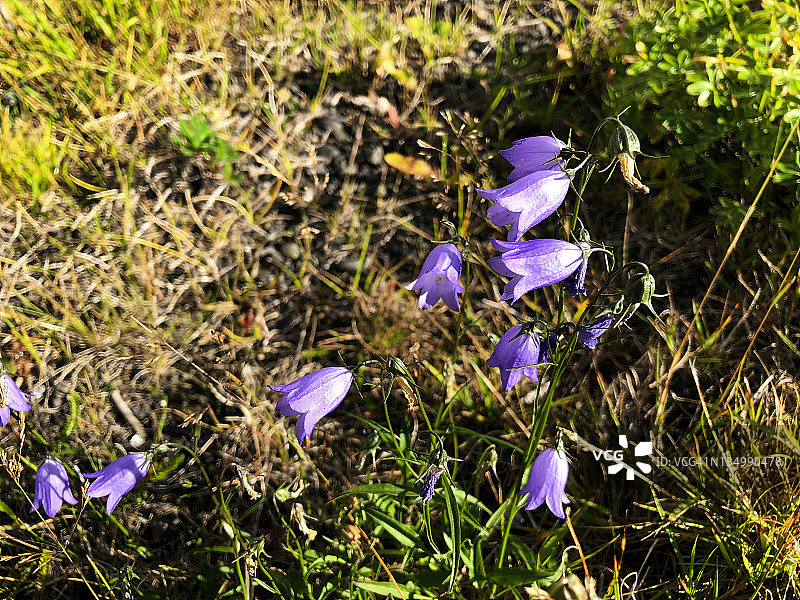 塞济斯菲厄泽盛开的圆叶风铃草花朵特写图片素材