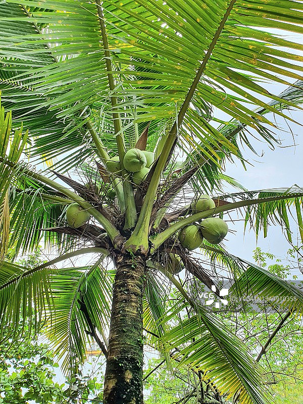 椰子树及绿色椰果图片素材