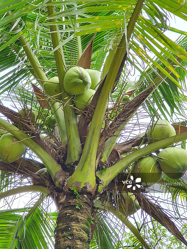 椰子树及绿色椰果图片素材