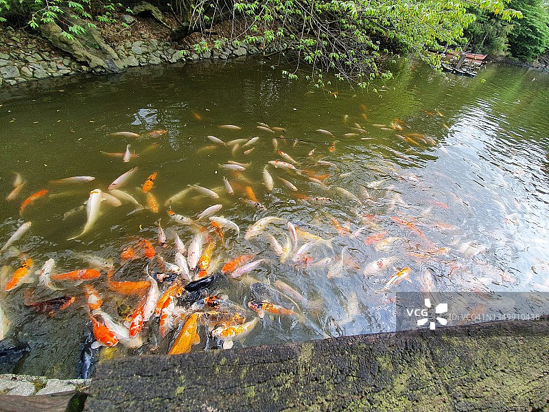 水中的锦鲤和金鱼图片素材