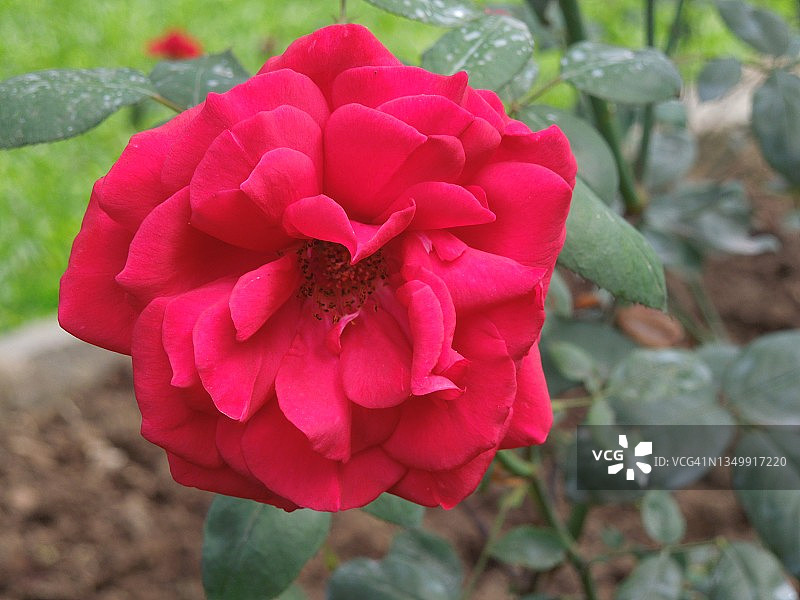 盛开的红色玫瑰花植株，蔷薇科图片素材