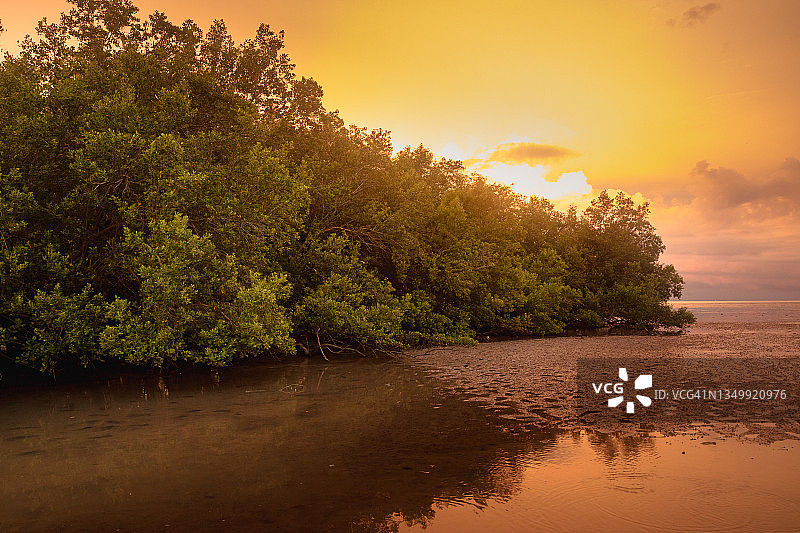 日落前退潮时的红树林图片素材