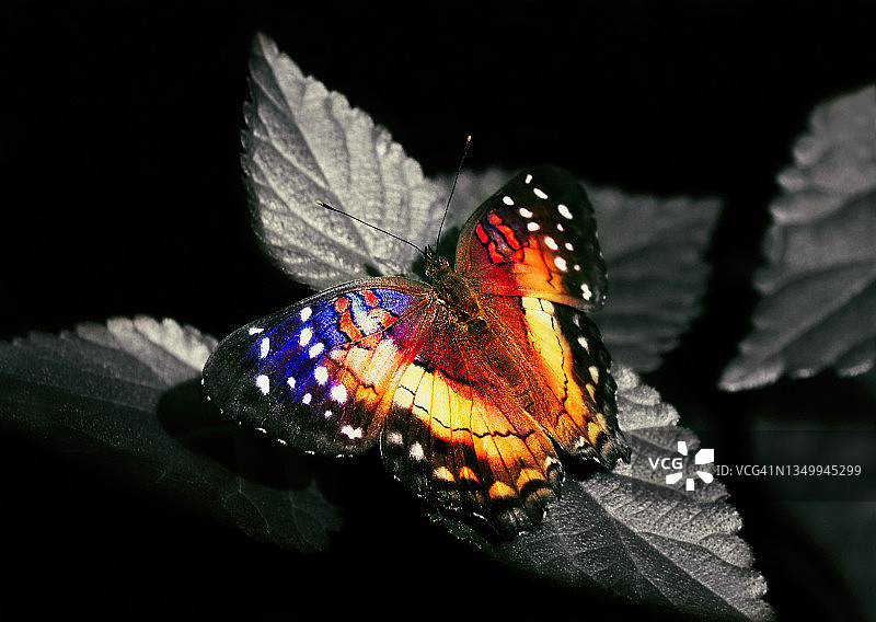 彩色蝴蝶图片素材