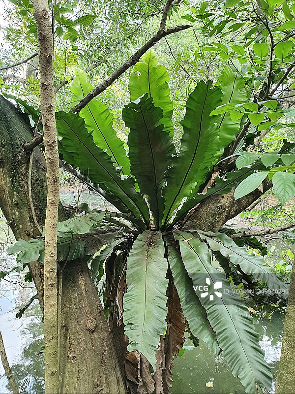 鸟巢蕨图片素材