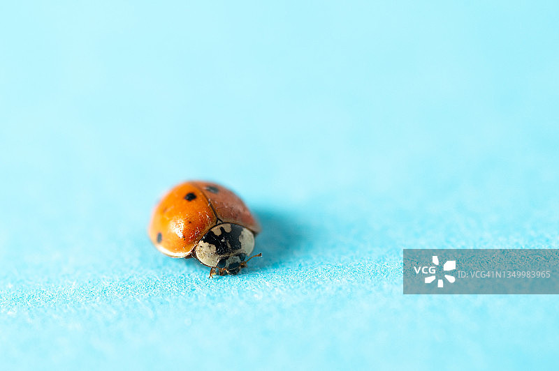 德国瓢虫微距照片图片素材